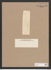Navicula sp. (de-Toni-Nr.: Genus 1) Zeichnungen Sammlung Grunow Nr. 1516 (NHMW-BOT-W0368041)